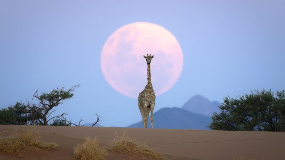 لن تصدق أنها حقيقية.. صور مذهلة تكشف جمال طبيعة جنوب إفريقيا