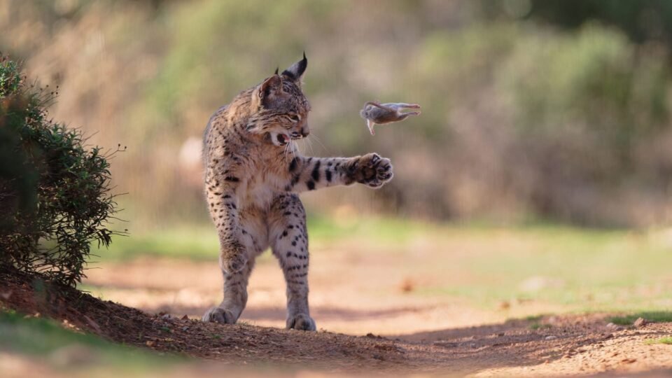 صورة وشق يلعب بفريسته تفوز بجائزة اختيار الجمهور بمسابقة مصور الحياة البرية لعام 2026