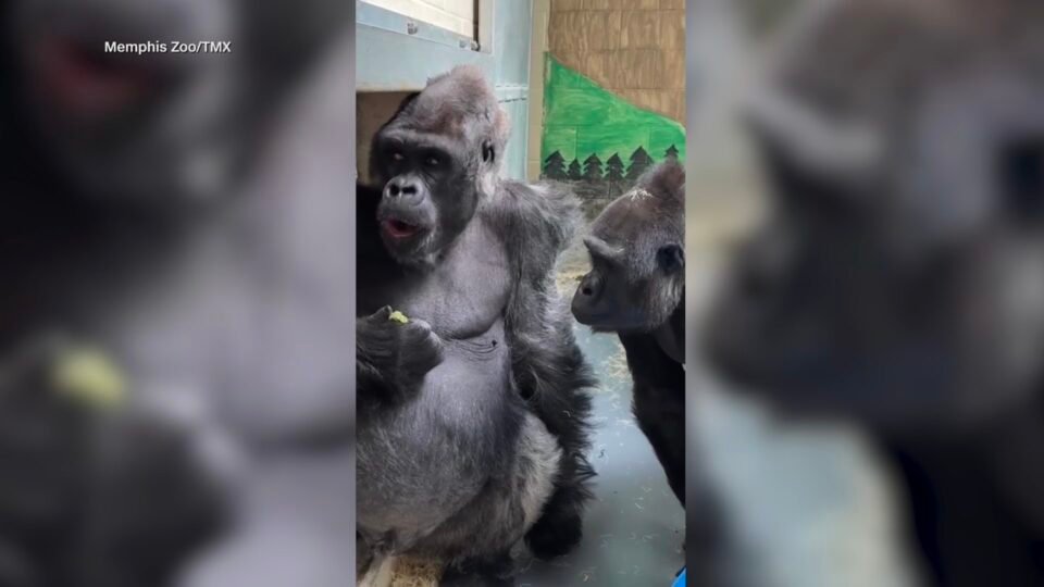 غوريلا تنظر بغيرة إلى صديقها فيما يتناول وجبات خفيفة في حديقة حيوانات
