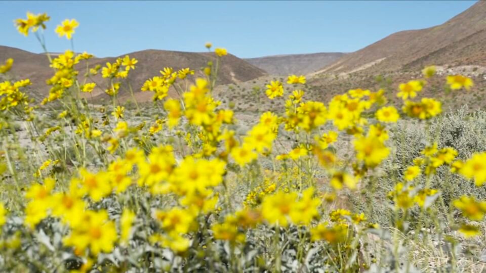 للمرة الأولى منذ عقد.. أزهار ملونة تتفتّح في "وادي الموت" الأمريكي