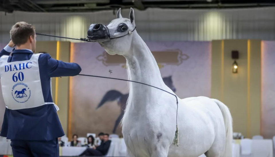 10 أشواط تأهيلية ضمن برنامج بطولة دبي الدولية للجواد العربي 2026