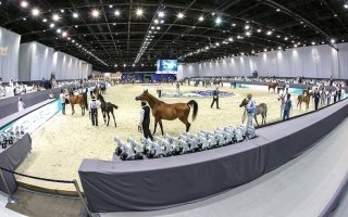 10 أشواط تمهيدية تدشّن بطولة دبي الدولية للجواد العربي غداً