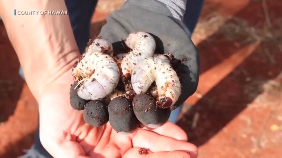 أصابها الرعب.. امرأة تكتشف مخلوقًا غريبًا داخل أكياس تربة في هاواي