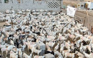 “الإمارات للإفتاء” يحدد الشروط الشرعية والسن المعتبرة للأضاحي