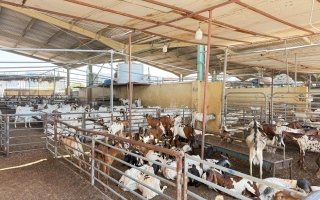 «الصحة» تحذر من الذبح العشوائي للأضاحي في المنازل أو المزارع