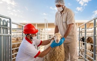 بلدية دبي تحدد 5 مقاصب لعيد الأضحى وتعلن ساعات عملها