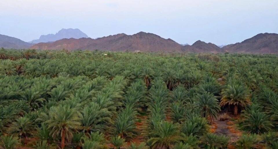 بـ344 ألف طن.. المدينة المنورة ثالث أكبر مناطق المملكة إنتاجًا للتمور