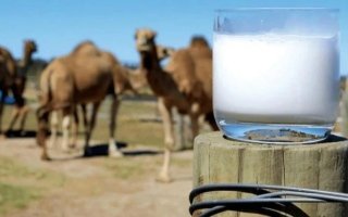 حليب الإبل.. غذاء تقليدي بخصائص علاجية واعدة لمرضى السكري