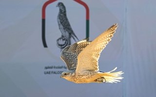 بتوجيهات منصور بن زايد ورعاية أحمد بن محمد.. البحرين تستضيف النسخة الثانية من كأس الإمارات العالمي لسباقات الصقور