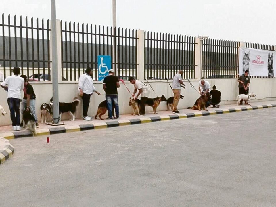 "وقاء": السعار يهدد الإنسان والحيوان.. والتحصين خط الدفاع الأول