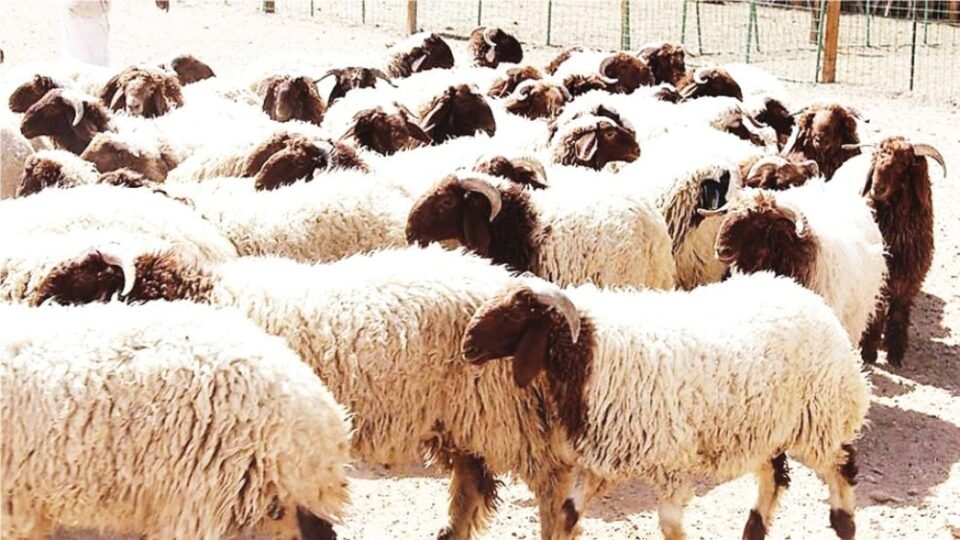 انخفاض أسعار الأغنام في السعودية خلال شهر باستثناء «البربري»