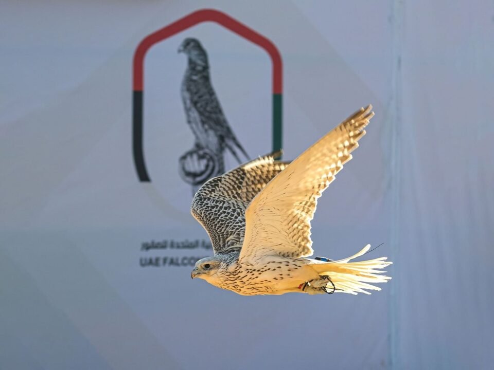 بتوجيهات منصور بن زايد ورعاية أحمد بن محمد .. البحرين تستضيف النسخة الثانية من كأس الإمارات العالمي لسباقات الصقور