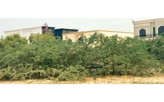 خطة للحد من انتشار «الغويف» في مناطق سكنية