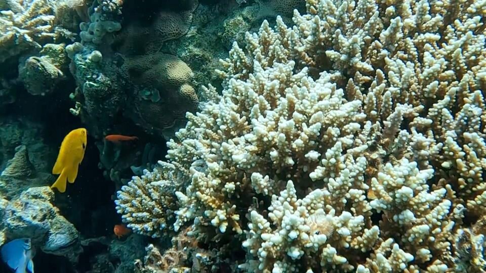 ما أبرز ما يميز محمية العقبة البحرية بالأردن المرشحة لقائمة التراث العالمي؟